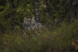 Wolf-Begegnungen in der Westpfalz: Der praktische Ratgeber für besorgte Wanderer