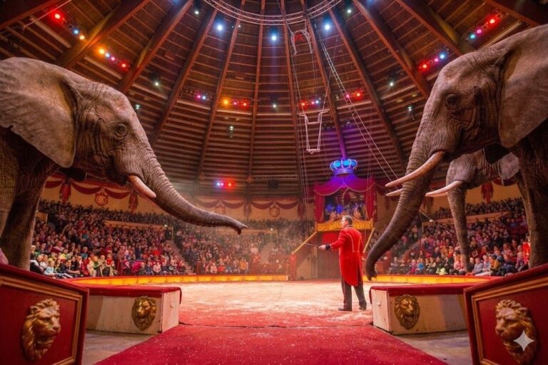 Circus Krone verwandelt Messplatz in temporäres Stadtgebiet - Einwohnermeldeamt prüft Eingemeindung